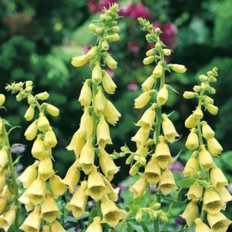 Digitalis Grandiflora Carillon - Jaune