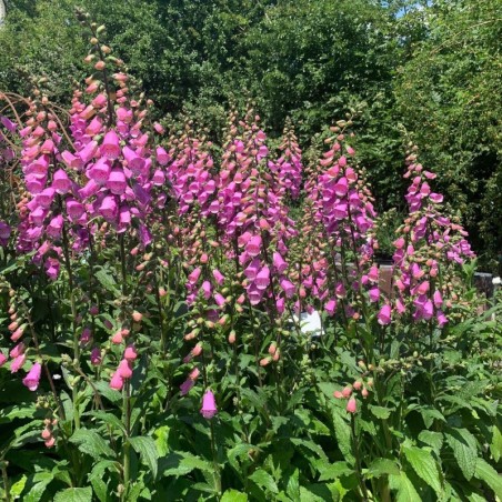 Digitalis Mertonensis Summer King - Rose