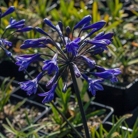 Agapanthus Back In Black - Bleu Foncee