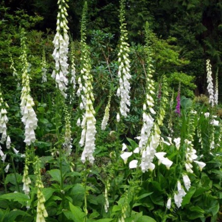 Digitalis Purpurea Alba - Blanc