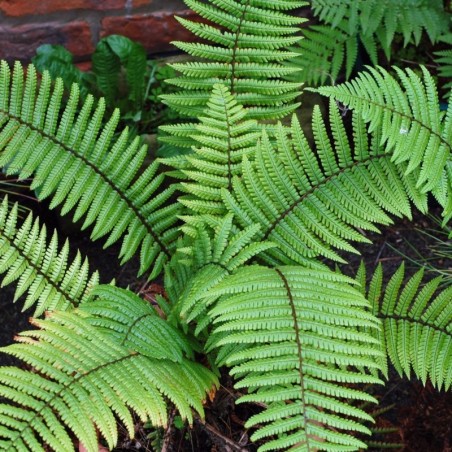 Dryopteris Wallichiana -