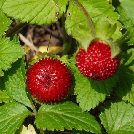 Duchesnea Indica - Rouge