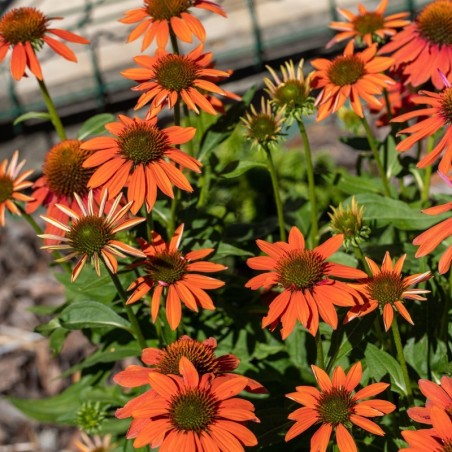 ECHINACEA ARTISAN™ (LAKOTA) ORANGE - ORANGE