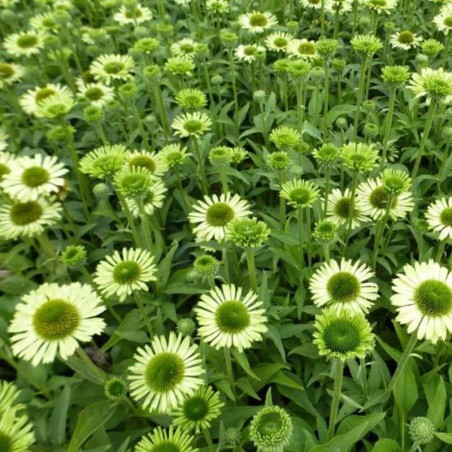 Echinacea Green Jewel - Vert