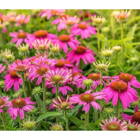 Echinacea Purpurea - Rose