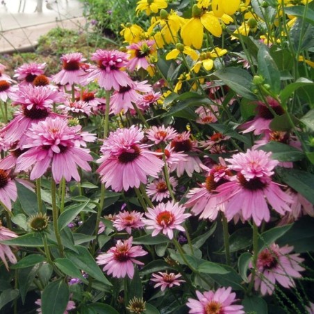 Echinacea Purpurea Double-Decker - Rose