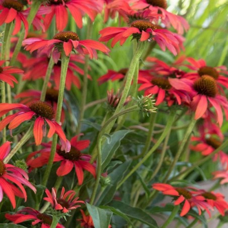 Echinacea Purpurea Lakota Red - Rouge