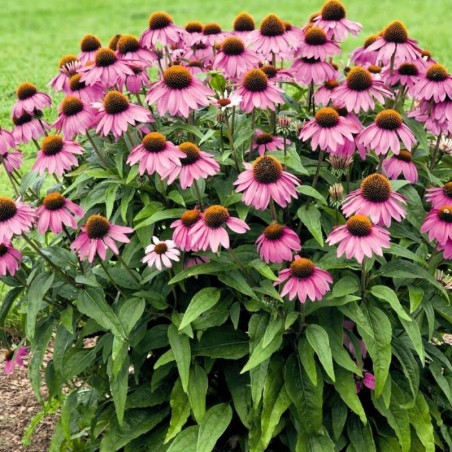 Echinacea Purpurea Magnus - Rouge