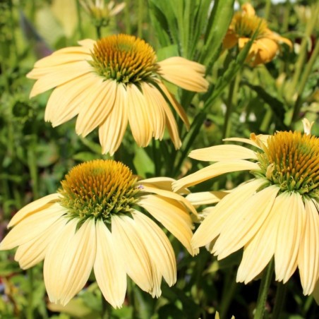 Echinacea Purpurea Mello Yellow - Jaune