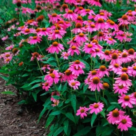 Echinacea Purpurea Powwow Wild Berry® - Rose