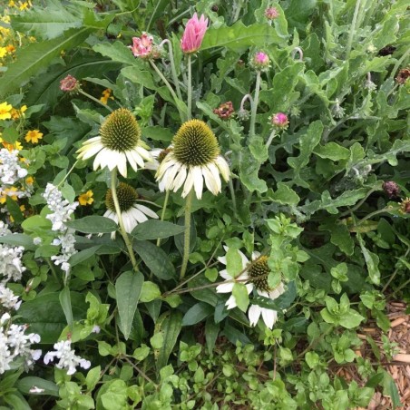 Echinacea Purpurea White Swan - Blanc
