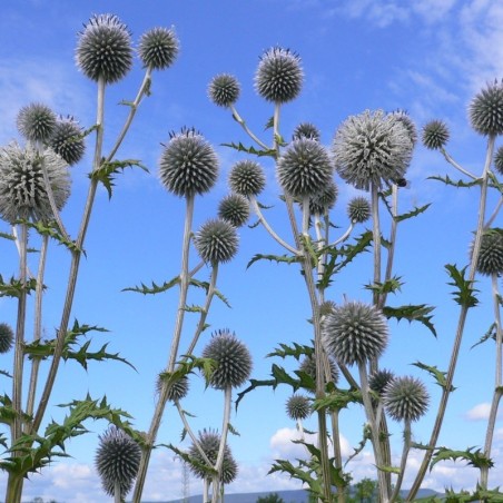 Echinops Bannaticus Blue Globe - Bleu
