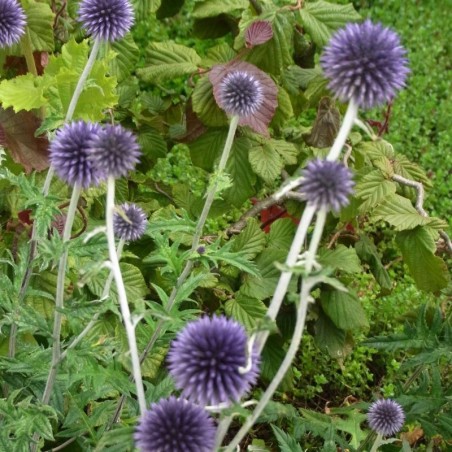 Echinops Ritro - Bleu