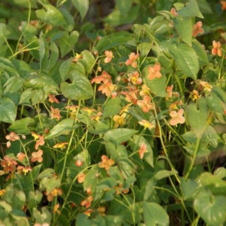 Epimedium Pubigerum Orange Königin - Orange