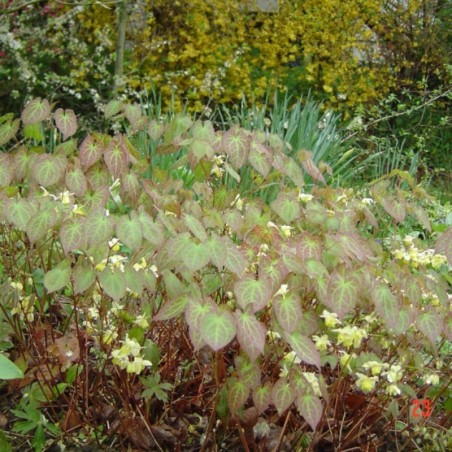 Epimedium Versicolor Sulphureum - Jaune