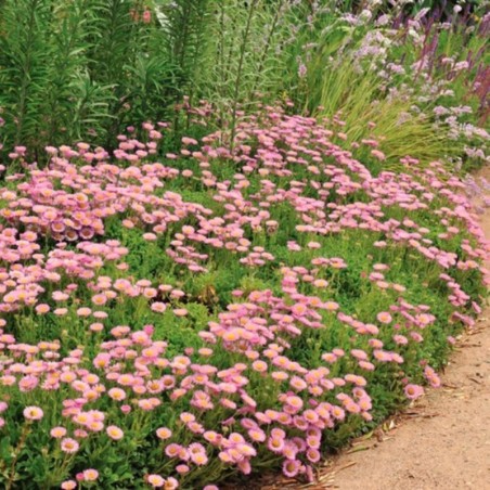 Erigeron Glaucus Seabreeze - Rose