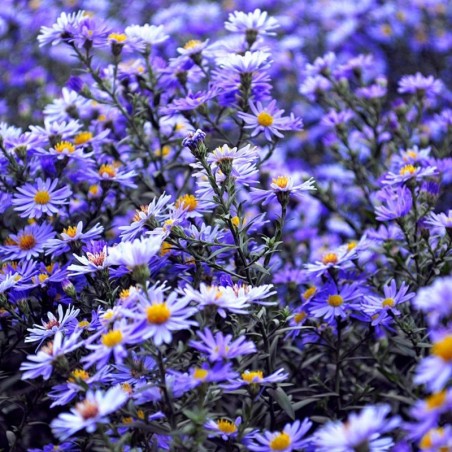 Erigeron Speciosus Azurfee - Violet