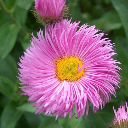 Erigeron Speciosus Rosa Juwel - Rose