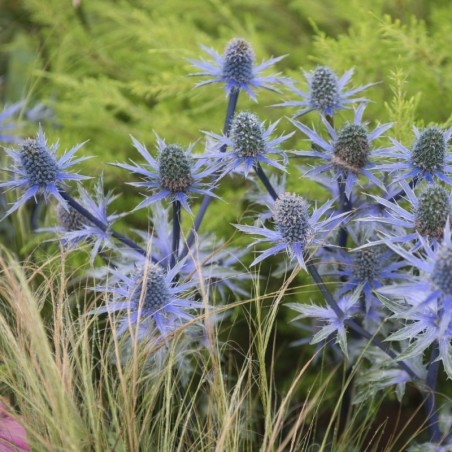 Eryngium Planum - Bleu