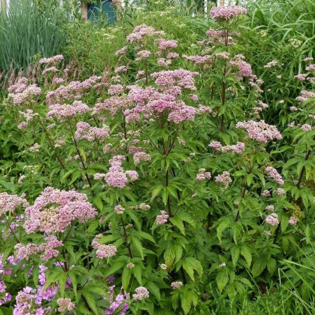 Eupatorium Cannabinum Plenum - Rose
