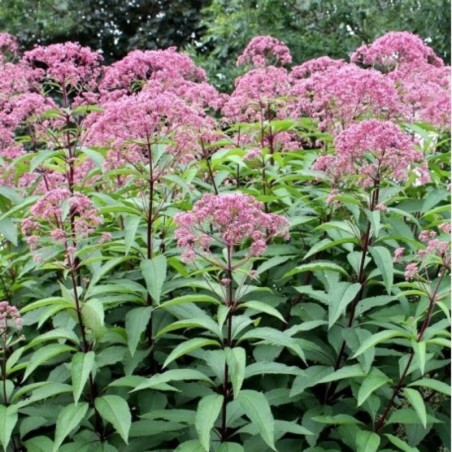 Eupatorium Maculatum Atropurpureum - Rose