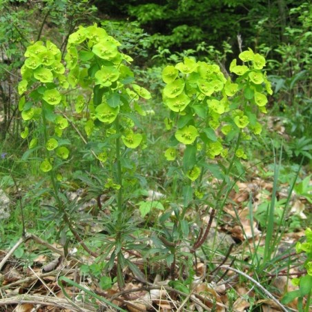 Euphorbia Amygdaloides Robbiae - Jaune / Vert