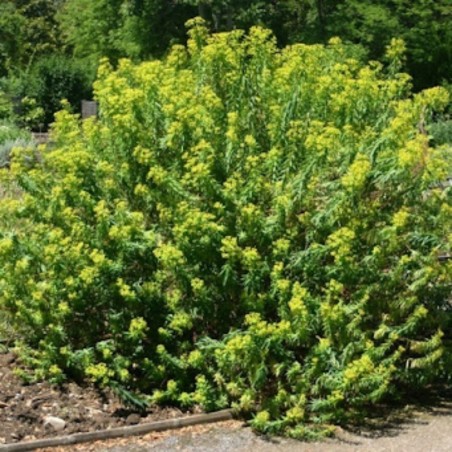 Euphorbia Ceratocarpa - Jaune