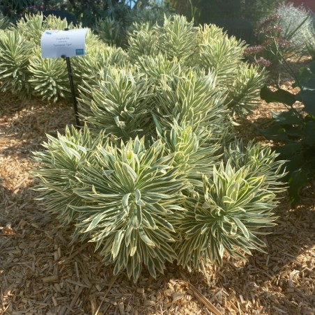 Euphorbia Char. 'Tasmanian Tiger'