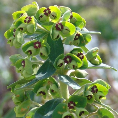 Euphorbia Characias Black Pearl - Vert / Noir