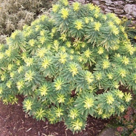 Euphorbia Characias Burrow Silver - Jaune / Vert