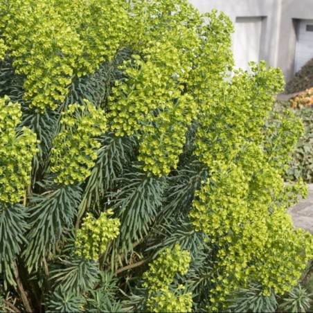 Euphorbia Characias Var.Characias - Jaune / Vert