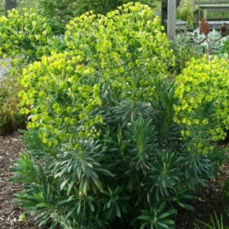 Euphorbia Characias Wulfenii - Jaune / Vert