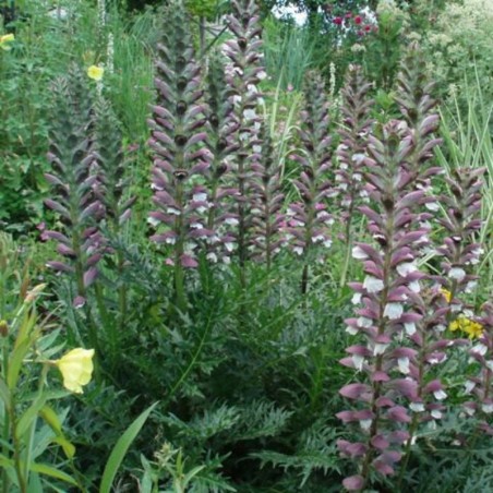 Acanthus Spinosus - Bicolore