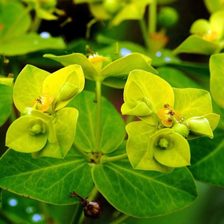 Euphorbia Cornigera - Jaune