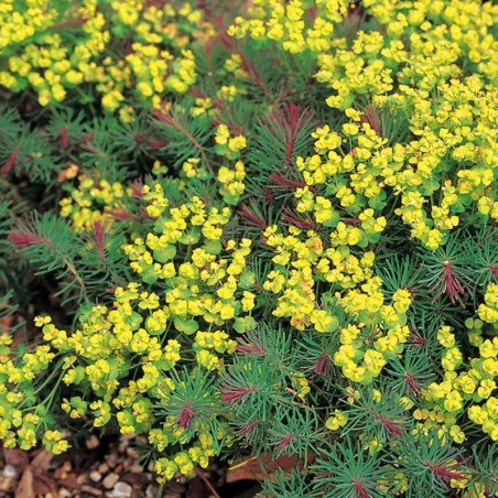 Euphorbia Cyparissias Clarice Howard - Jaune