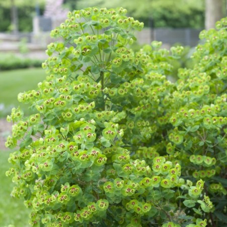 Euphorbia Martinii - Brun / Vert