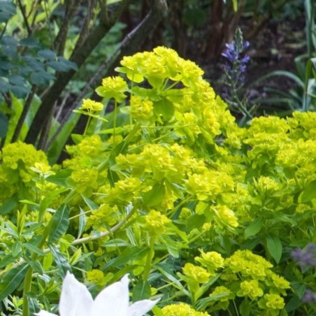 Euphorbia Palustris Walenburg'S Glorie - Jaune / Vert