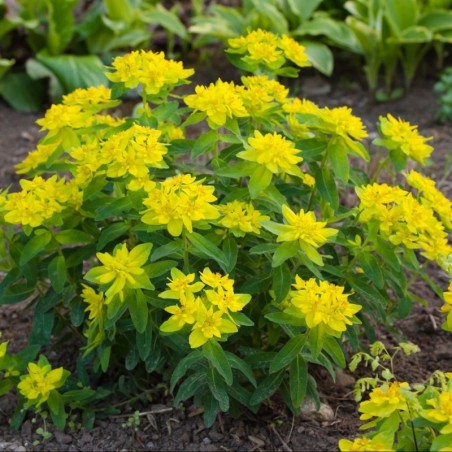 Euphorbia Polychroma - Jaune