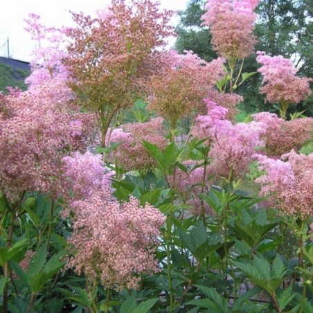 Filipendula Rubra Venusta - Rose