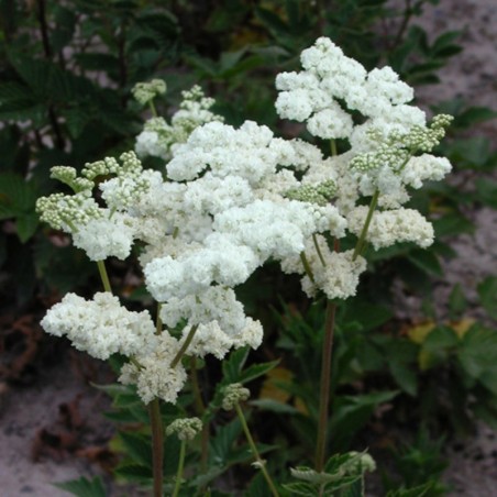 Filipendula Ulmaria Plena - Blanc