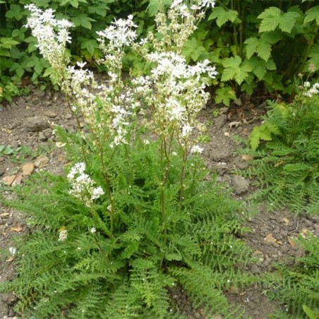 Filipendula Vulgaris
