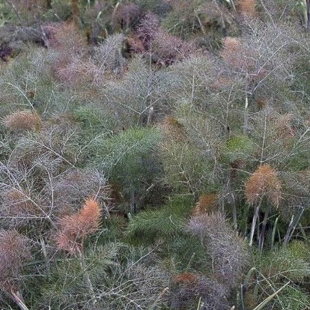 Foeniculum Vulgare Purpureum - Jaune
