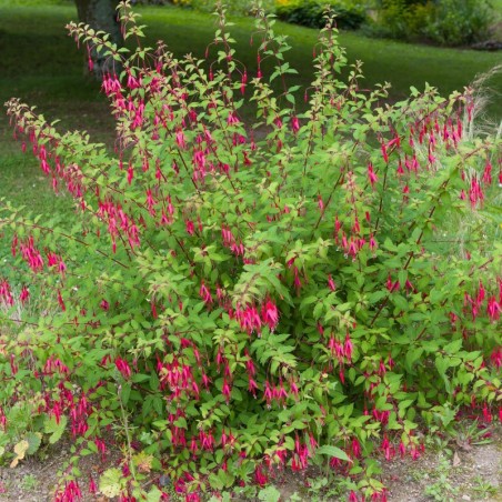 Fuchsia Magellanica Riccartonii - Rouge Violet