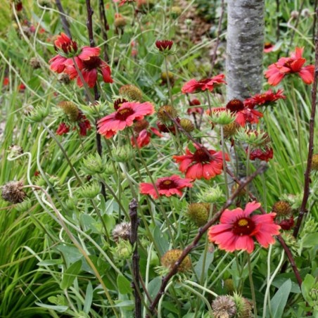 Gaillardia Burgunder - Rouge Brun