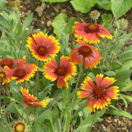 Gaillardia Kobold - Jaune / Rouge