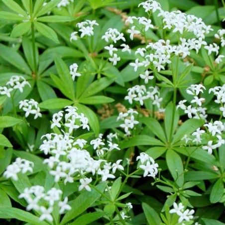 Galium Odoratum - Blanc