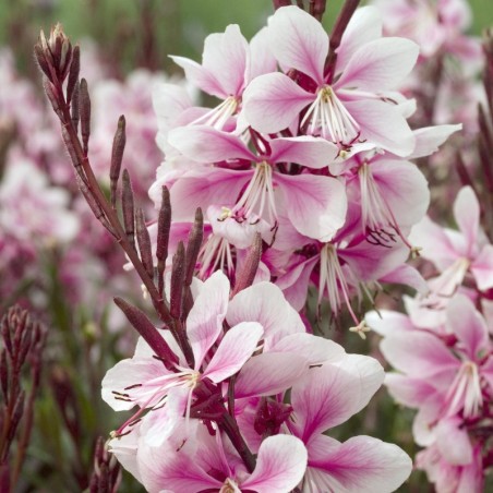 Gaura Lindheimeri Cherry Brandy- Blanc Rose Cerise
