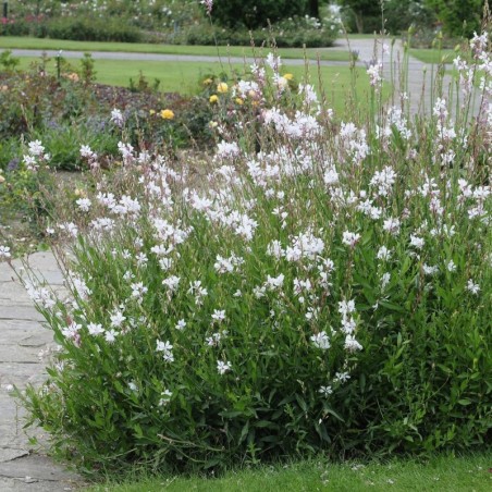 Gaura Lindheimeri Elurra - Blanc