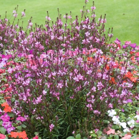 Gaura Lindheimeri Siskiyou Pink - Rose Foncé