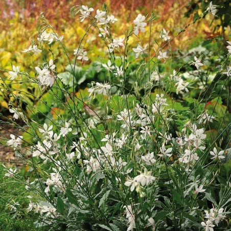 Gaura Lindheimeri Sparkle White - Blanc